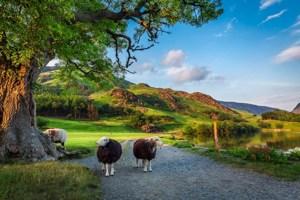 Britain and Ireland Delight