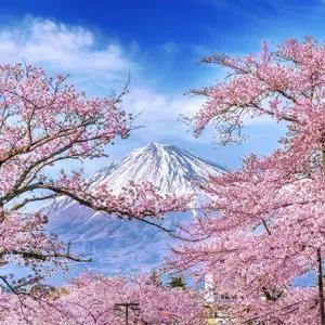 Wonders of Japan - Small Group