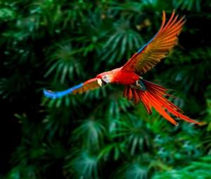 Costa Rica Adventure
