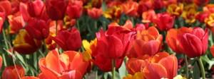 Capital Blooms