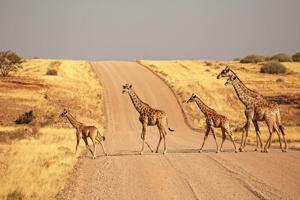 Best of Namibia 35 to 45