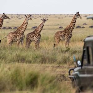 Essence of South Africa
