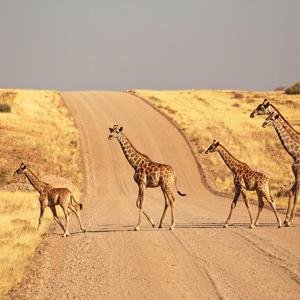 Best of Namibia 35 to 45